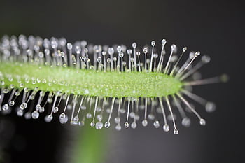 carnivore, plant, nature