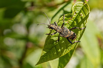 svartflekket langhornsbille, bille, insekt, rhagium mordax, natur, dyr, leddyr, nærbilde, fantasi, fauna, virvelløse