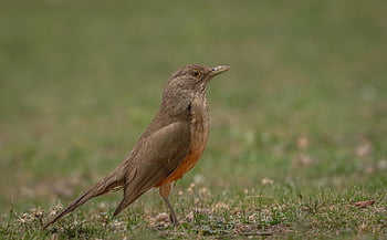 drozd, ornitologie, pták, peří, vrchol, zvíře, Příroda, sedící, fauna, bylina, druh