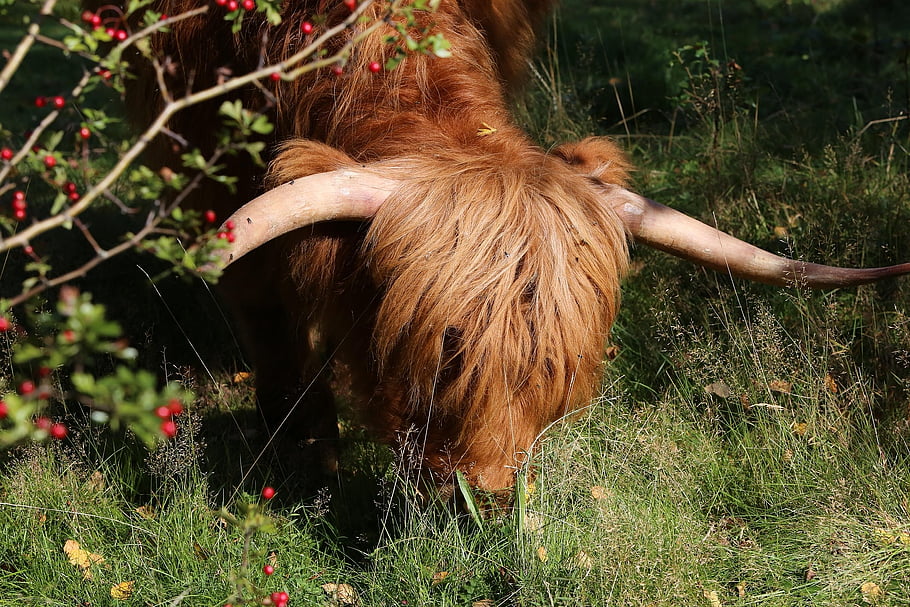 highland kráva, kráva, tráva, pastvy, louka, skot skotský, dobytek, zvíře, savec, hovězí, hospodářských zvířat