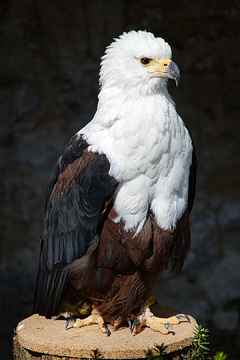 Orel bělohlavý, divoké zvíře, raptor, sokolnictví, Příroda, pták, dravé ptáky, peří, zobák, portrét, zvířecí portrét