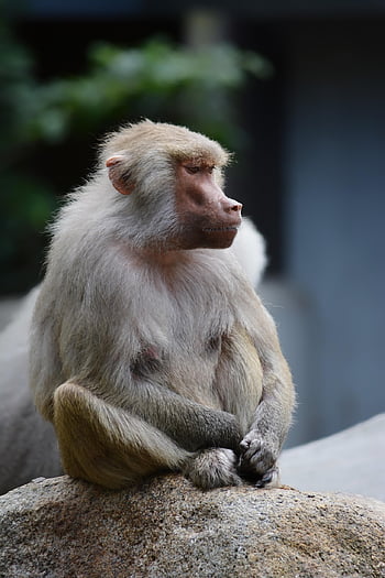 pavián pavouk, opice, zoo, pavián, zvíře, savec, primát, volně žijících živočichů, srst, chlupatý, fauna