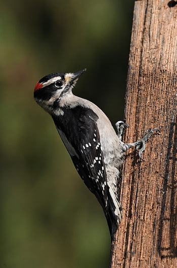 bird, downy Woodpecker, wing, nature, wildlife, birdwatching, birding, animals, outdoor, avian, winter