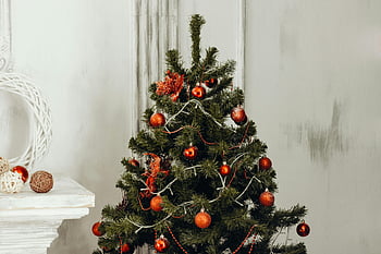 Noel ağacı, yeşil yılbaşı ağacı, portakal, kırmızı süs, sıcak aydınlatma, İç Mekan Dekorasyonu, Şenlikli Dekor, tatil sezonu, Noel süsleri, kapalı Noel ağacı, Rahat Noel ayarı
