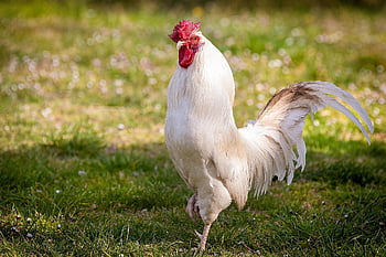 gallo, chicken, hen, bird, poultry, plumage, farm, feather, cockerel, flea, animal