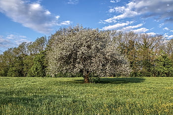 ovocný strom, květy, květ, strom, Slivoň, švestkové květy, švestky, jaro, ovocný strom kvetoucí, nebe, švestka