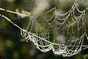 pavoučí síť, dewdrop, dešťová kapka, makro, předvečer Všech svatých, Příroda, zvíře, podzim, sezóna, mokré, voda