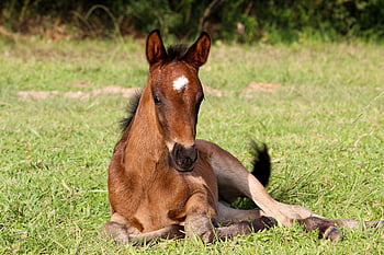 horse, foal, colt, animal, equine, young, brown Horse, mammal, nature, field, pasture