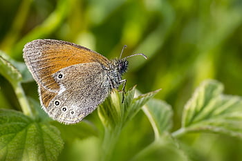 butterfly, forest, wildlife, closeup, nature, pest, plant, close-up, fly, macro, insect