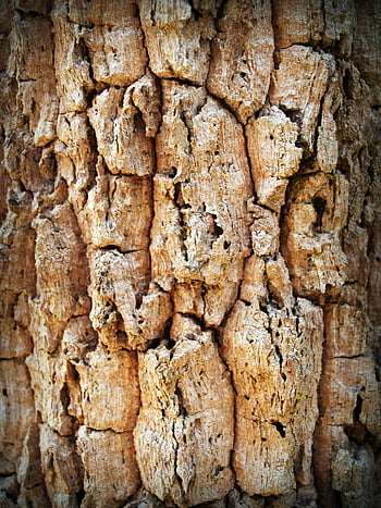 kůra stromu, hnědý povrch, drsná textura, zvětralá kůra, přírodní textura, makro snímek, Podrobná textura, příroda, kmen stromu, Vzor kůry, hnědá kůra