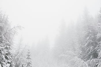 winter forest, snowy environment, pine trees, tranquil scene, snow-covered trees, foggy atmosphere, serene landscape, white snow, winter wonderland, forest in snow, foggy forest