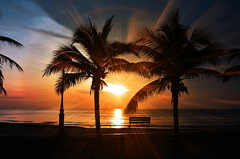 sunset, tropical beach, palm trees, ocean, bench, silhouette, beach sunset, tropical sunset, palm tree silhouette, ocean view, beach scene