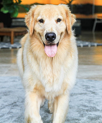 Golden retriever, nærbilde, søt hund, stående innendørs, Kjæledyrelskere, Prosjekter med dyre-tema, innendørs kjæledyr, fluffy hund, vennlig hund, Golden Retriever -portrett