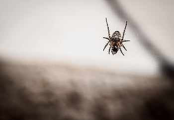 pavouk, pavoučí síť, hmyz, pavučiny, araneus, past, pavoukovec, dravec, arachnofobie, fobie, chlupatý