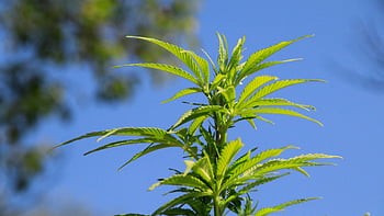 leaves, plant, hemp, foliage, greenery, medicinal Plant, nature, closeup