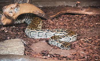 python, snake, reptile, animal, scale, nature, wildlife, predator, wildlife Photography, pattern, african Rock Python