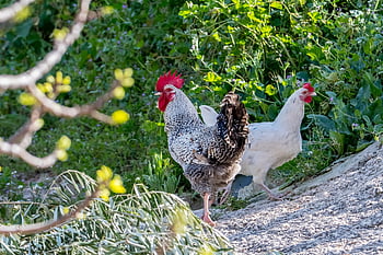 ptáků, kuřat, kuře, zvířat, Pírko, zemědělství, peří, vejce, Gallo, Příroda, ohrada