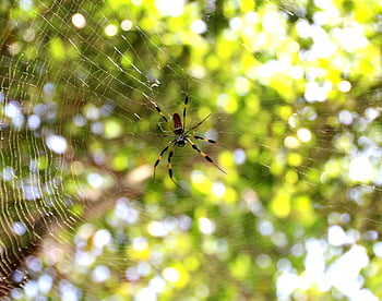 spider, cobweb, web, insect, arachnid, creepy, spider Webs, spin Threads