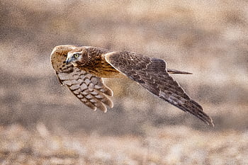 pták, létající, jestřáb, raptor, létat, křídlo, let, nebe, dravec, peří, lovec