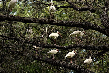 ibis Birds, tree, flock, birds, flock Of Birds, perched, perched Birds, ave, avian, ornithology, bird Watching