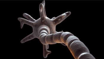 neuron, myelinated Neuron, nerve Cell, nervous System, nerve, anatomy, biology, science, medical, closeup, myelinated Neutron