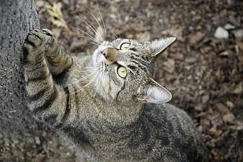 cat, animal, climbing, nature, sharpening, claws, pet, domestic, outdoors, mackerel, tree
