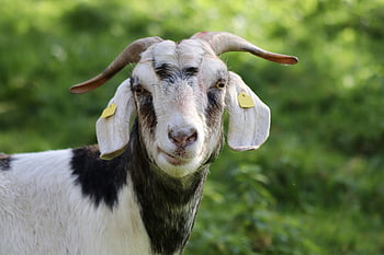 goat, horns, goat Head, domestic Animal, farm Animal, horned, domestic Goat, animal, nature, mammal