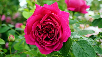 pinke Rose, lebendige rosa Rose, voller Blüte, grüne Blätter, Garteneinstellung, Nahansicht, Blumen-, Natur, Blumenfotografie, Rosengarten, pinke Blume