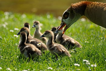 geese, goslings, meadow, daisies, birds, waterbirds, nature, wildlife