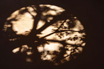 tree branches shadow, circular pattern, wall shadow, peaceful ambiance, artistic shadow, tree shadow, circular shadow, branch shadow, wall art, natural shadow, shadow art