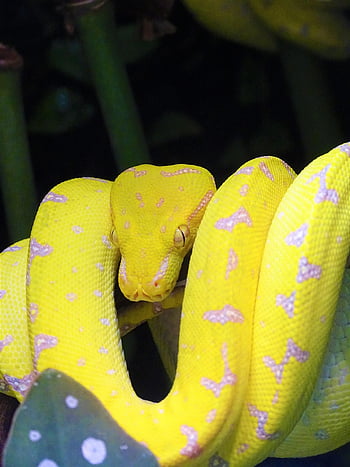 python, snake, reptile, animal, wildlife, poisonous, nature, closeup, wildlife Photography, exotic, scaly
