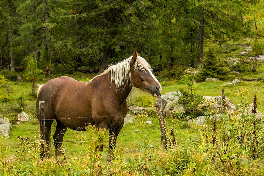 kůň, zvíře, savec, koňský, pastvina, Příroda, vysokohorský, les, portrét