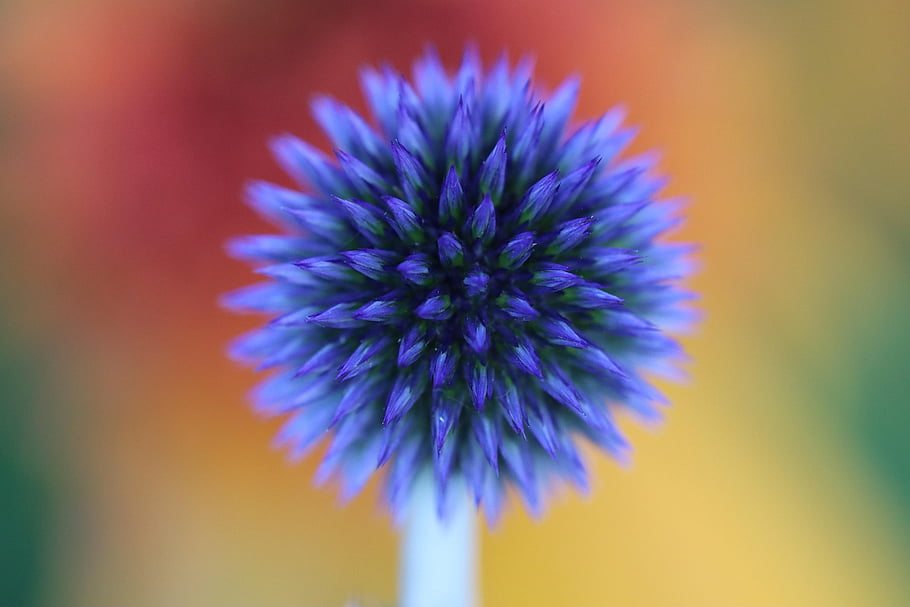 thistle, orange, sun, nature, flower, blossom, bloom, summer, insect, close Up, butterfly
