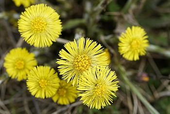 podběl, květiny, rostlina, žluté květy, tussilago, asteraceae, jaro, květ, květy, les, Příroda
