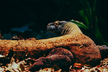 komodo, dragon, zoo, animal, iguana, lizard, reptile, creature, scale, exotic, wildlife