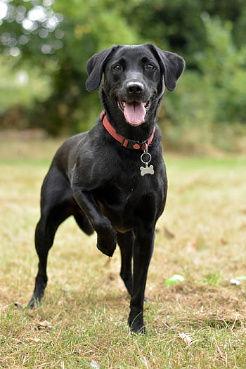 Hund, glücklich, Labrador Retriever, schwarzes Labor, Haustier, Pfoten, Tier, posieren, warnen, spielerisch, Hund schnüffeln
