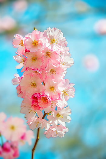 la nature, en plein air, arbre, Cerise, cerisier, fleur de cerisier, cerise japonaise, printemps, branche, fermer, fleur