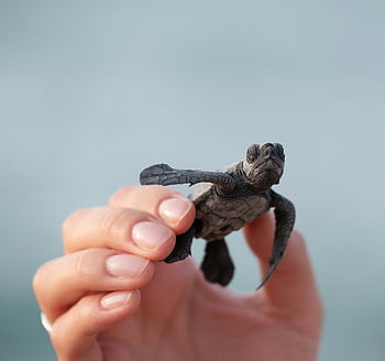 baby sea turtle, hand holding turtle, tiny turtle, close-up turtle, blurred background, small turtle, person holding turtle, baby turtle, sea turtle, turtle in shell, turtle conservation
