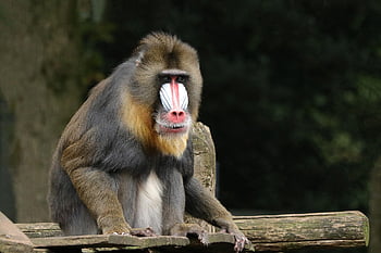 Mandrill Monkey, opice, primát, zvíře, savec, Příroda, fauna, zoo, živočišného světa