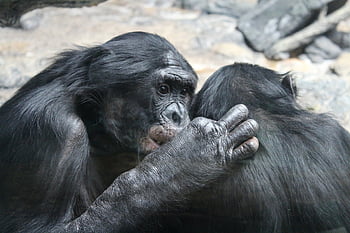 bonobo, primates, apes, nature, animals