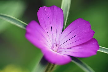 一般的なコックル、 美しい花、 花、 工場、 花弁、 雌しべ、 おしべ、 花の背景、 毒性、 花の壁紙、 根絶