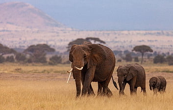 sloni, stádo, pachydermy, savců, Keňa, Afrika, Příroda