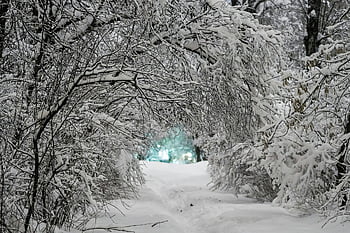 zimní, sníh, mráz, Studený, stromy, poboček, Příroda, bílý, krajina, sněžení, Šedý sníh