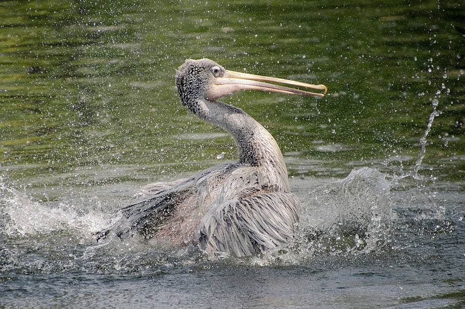 pelikán, jezero, brodivý pták, pták, anatidae, Příroda, vodní pták, vodní ptáci, rybník, živočišného světa, volně žijících živočichů