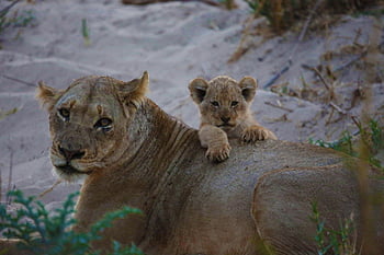 lioness, animal, mother And Baby, lions, lion Cub, mother, baby, female, pet, cat, predator