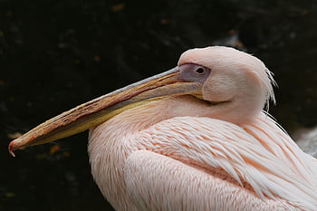 pelikán, pták, vodní ptáci, peří, zvířat, fauna, Příroda, růžový pelikán, pelecanus onocrotalus, zobák, zblízka
