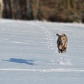 犬、 ペット、 走る、 雪、 動物、 ジャンプ、 ワイマラナー、 自然、 冬