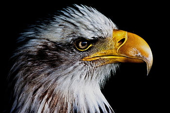 eagle, bird, owl, usa, nature, animal, freedom, america, flying, fish, portrait