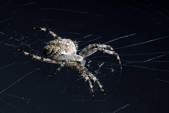 araneus, spider, cobweb, web, spider Web, orbweaver, insect, macro, spin Threads