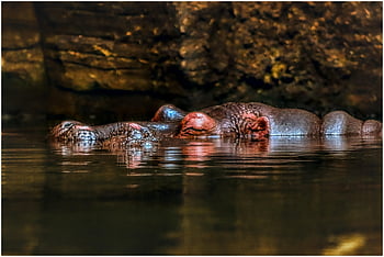 hippo, swim, water, heavy, big, hippopotamus, pachyderm, ears, eyes, flow, nature